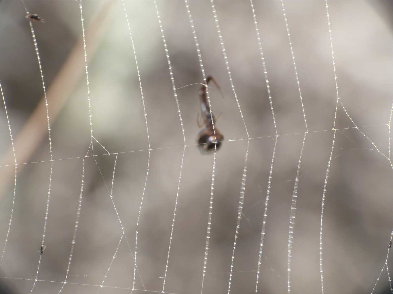 Ancora qualche Argyrodes - Palau (OT)